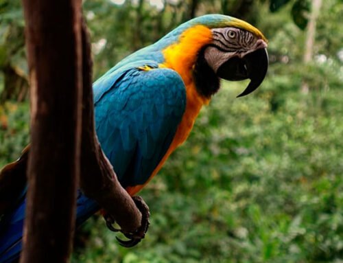 TOURS 3 DIAS A LA RESERVA DEL CUYABENO en Ecuador