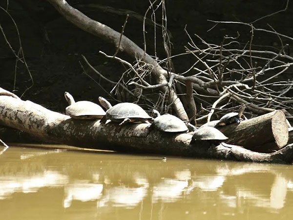 tortugas